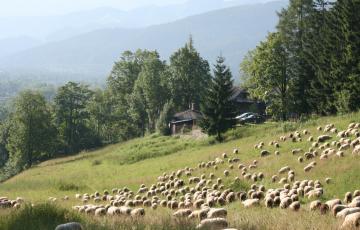img_6245.jpg